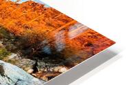 butterfly HD Metal print