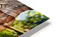 Moth HD Metal print