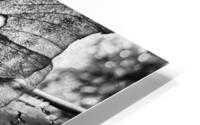 Moth BW HD Metal print