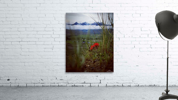 Beauty in Ashes Wall Preview