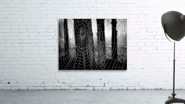 Spide Web Wall Preview