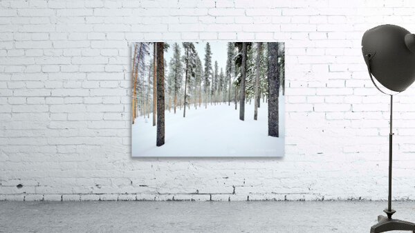 Winter Trail Wall Preview