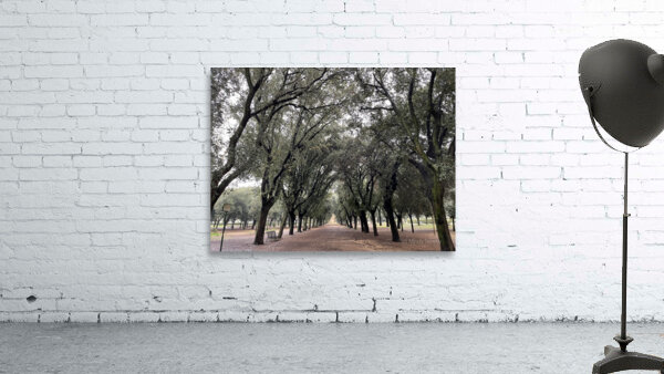 Tree Rows Rome Wall Preview