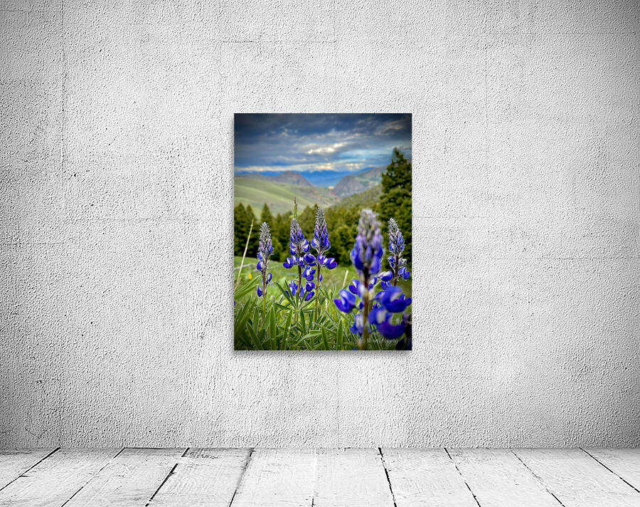 Lupine Views Wall Preview
