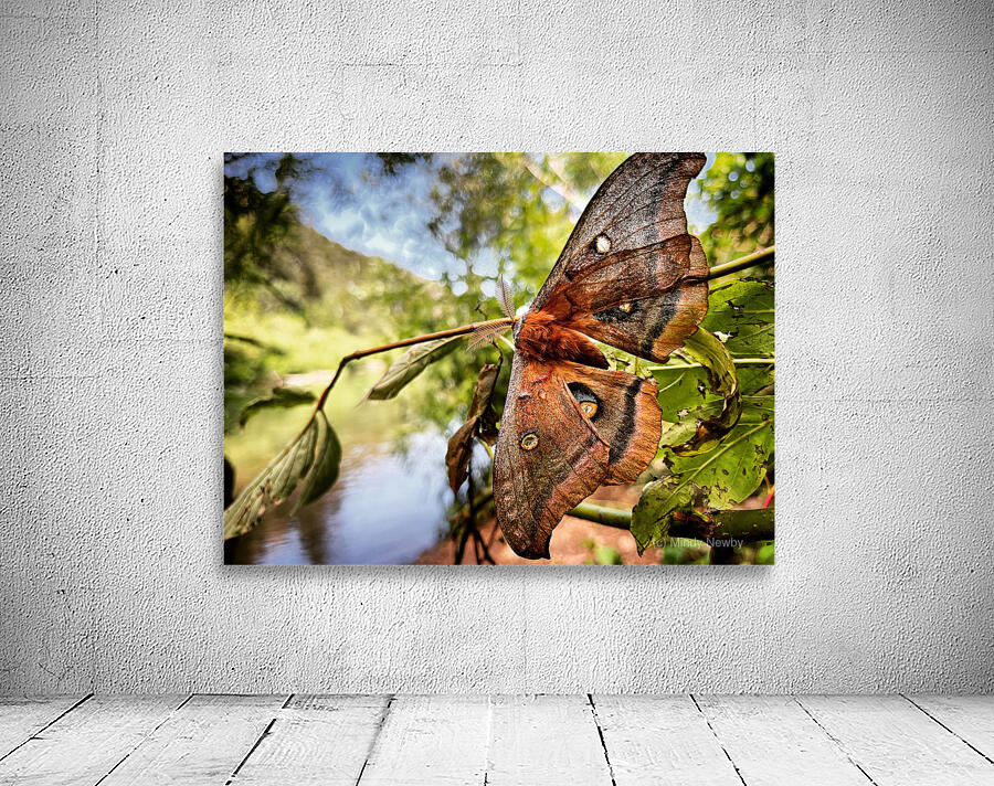 Moth Wall Preview