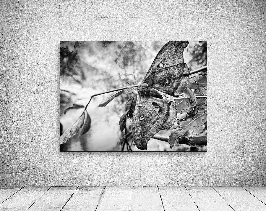 Moth BW Wall Preview