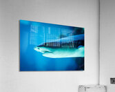 grey reef shark 7744765 Acrylic Print