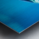 grey reef shark 7744765 Metal print