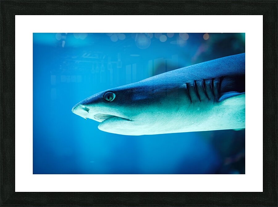 grey reef shark 7744765 Picture Frame print