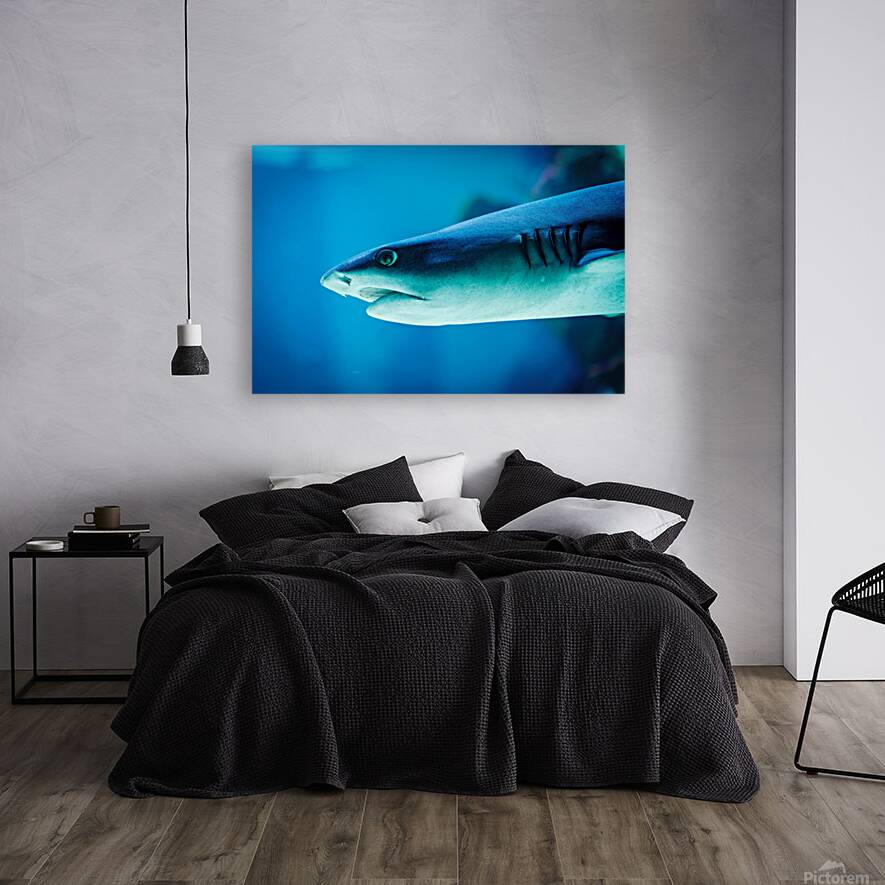 grey reef shark 7744765 Reproduction