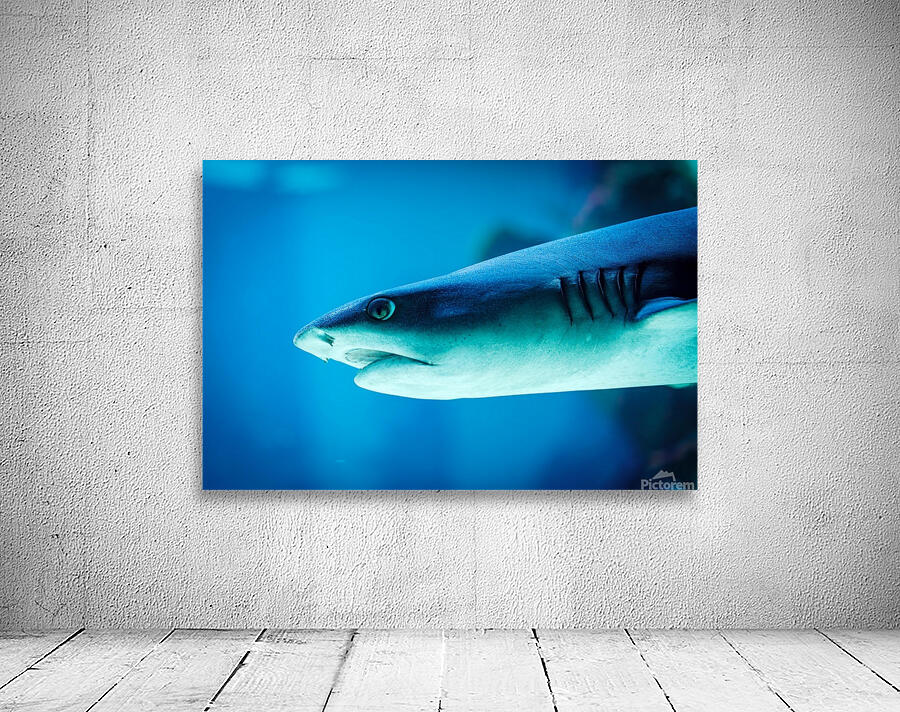 grey reef shark 7744765 Wall Preview