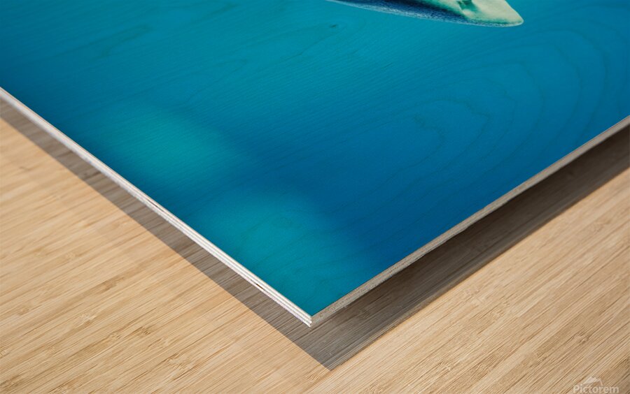 grey reef shark 7744765 Wood print