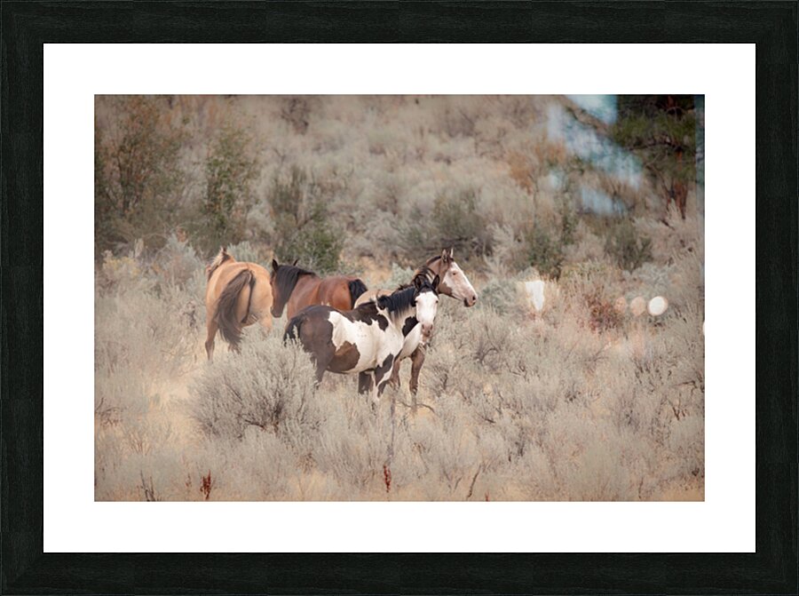 Wild Horses Picture Frame print