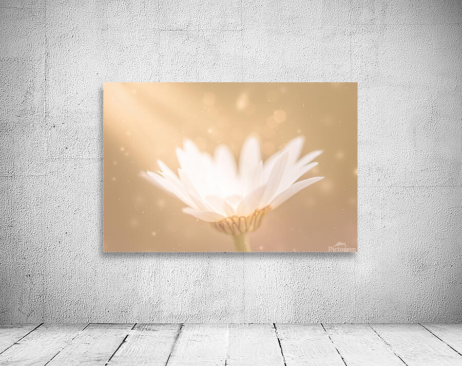 Daisy Magic Wall Preview