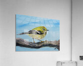 Ruby-crowned Kinglet Acrylic Print