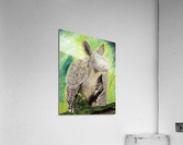 Texas Armadillo Acrylic Print