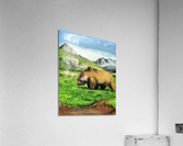 The Grazing Kodiak  Acrylic Print