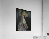 Grey crowned crane Acrylic Print