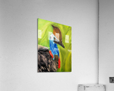 The Cassowary Acrylic Print