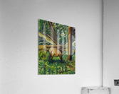 Colorado Elk Acrylic Print