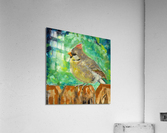 Miss Cardinal Acrylic Print