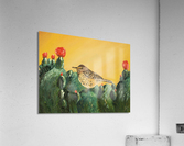 Cactus Wren Acrylic Print