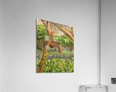 Among the Blue Bonnets Acrylic Print