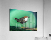 Alaskan Dipper Acrylic Print
