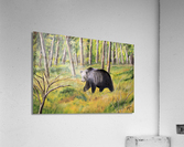 Old Bear Acrylic Print