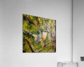 Pajaro bobo Menor Acrylic Print