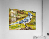 Bluejay Acrylic Print
