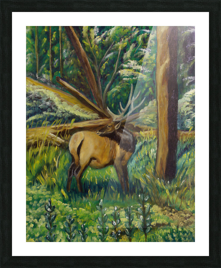 Colorado Elk Picture Frame print