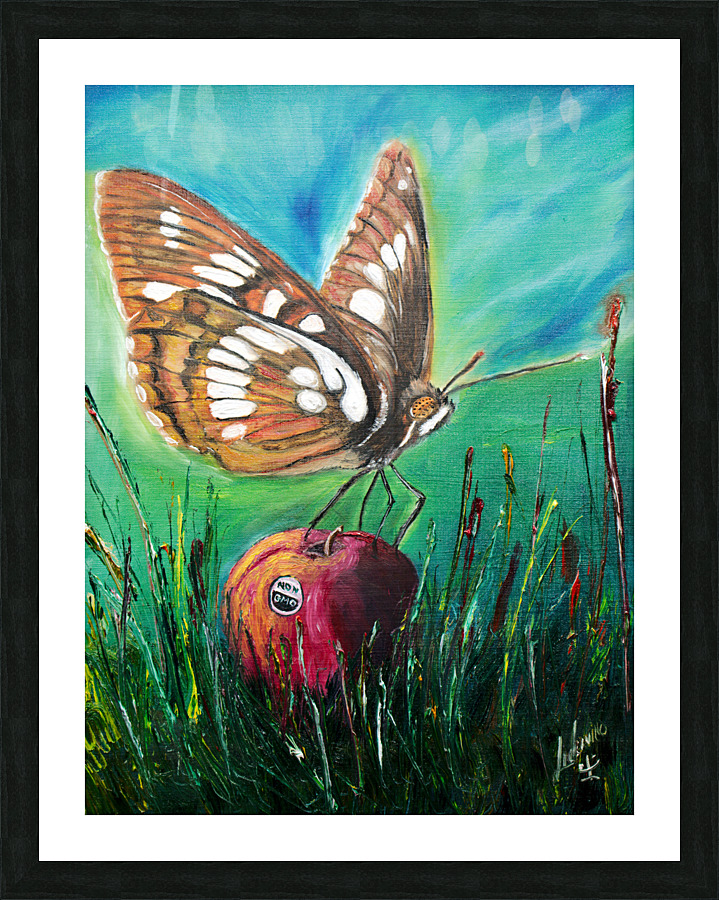 Lorquin Admiral Picture Frame print