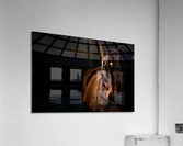 Studio Horses Acrylic Print