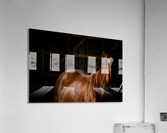 Studio Horses Acrylic Print