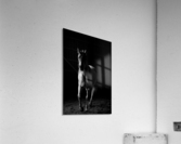 Studio Horses Acrylic Print