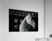 Studio Horses Acrylic Print