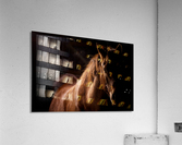 Studio Horses Acrylic Print