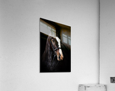 Studio Horses Acrylic Print