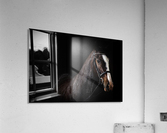 Studio Horses Acrylic Print