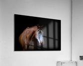 Studio Horses Acrylic Print