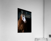 Studio Horses Acrylic Print