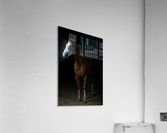 Studio Horses Acrylic Print