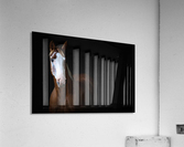 Studio Horses Acrylic Print