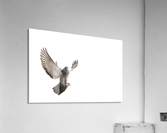 Take Flight Acrylic Print