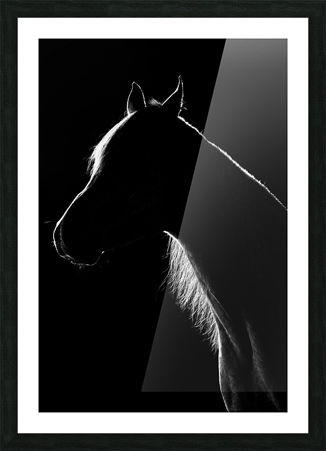 Studio Horses Picture Frame print