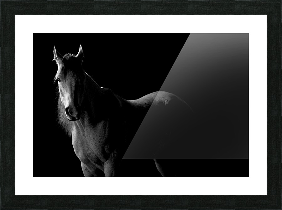 Studio Horses Picture Frame print