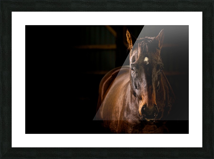 Studio Horses Picture Frame print