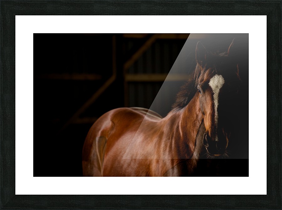 Studio Horses Picture Frame print