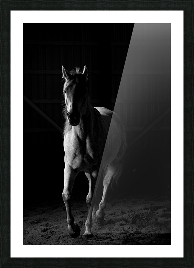 Studio Horses Picture Frame print
